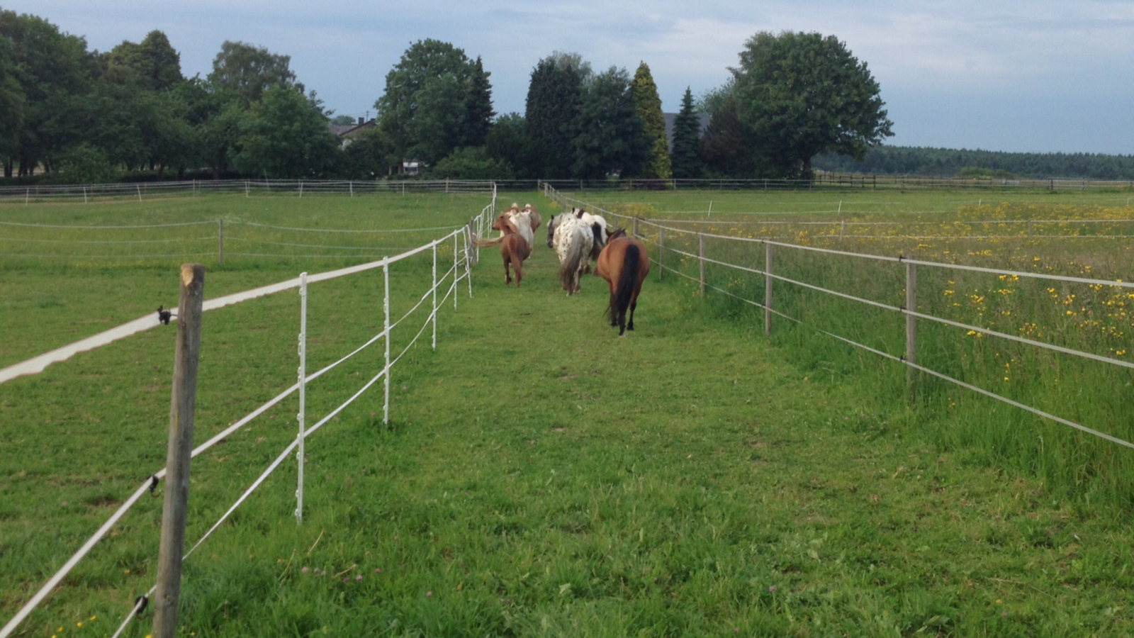 Pferde auf dem Paddock Trail am Wonnenberger Hof