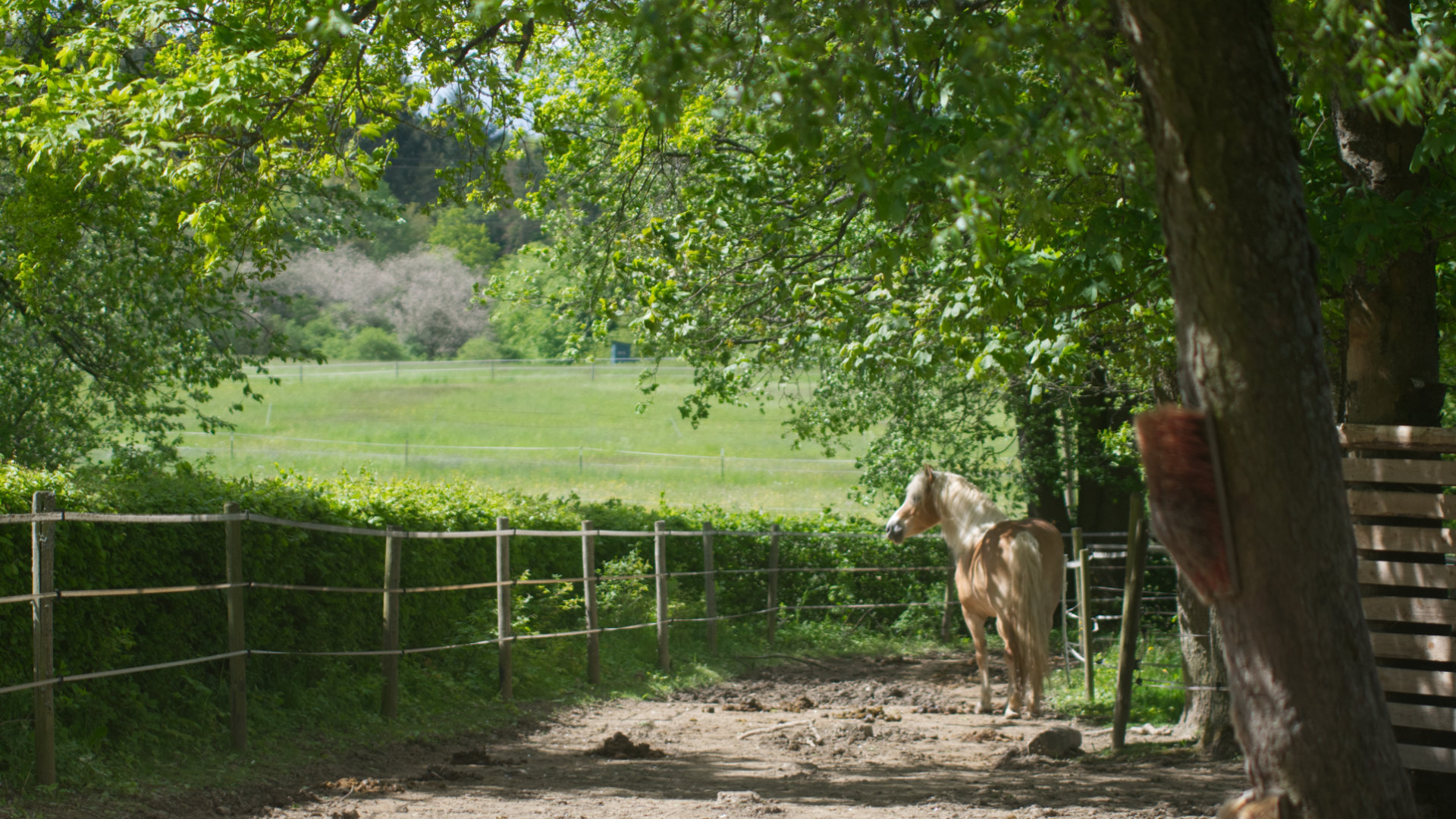 Pferde auf dem Paddock Trail am Wonnenberger Hof