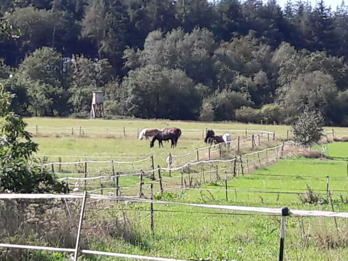 Pferde grasen gemeinsam auf der Frühlingsweide