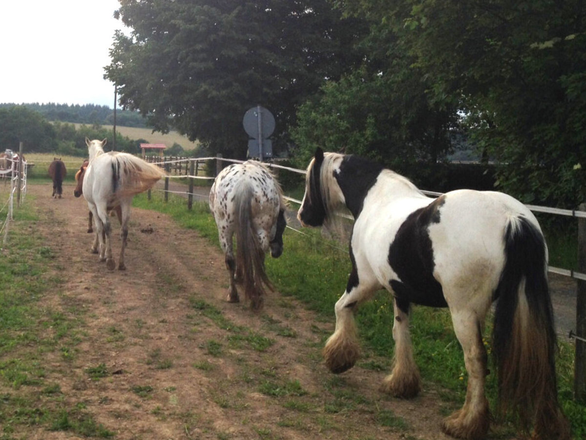 Pferde mit ausreichend Platz auf dem Paddock Trail