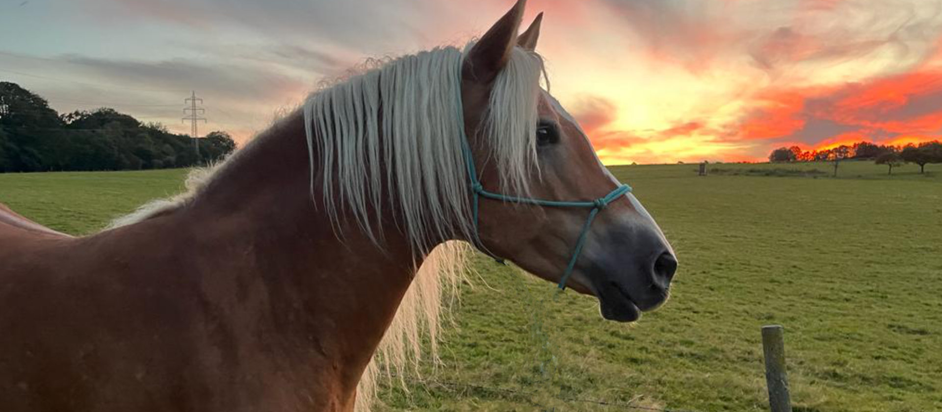 Pferd auf dem Wonnenberger Hof während der Eingewöhnung