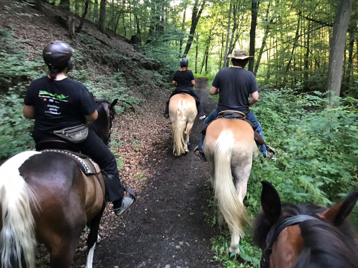 Pferd beim Ausritt im Westerwald