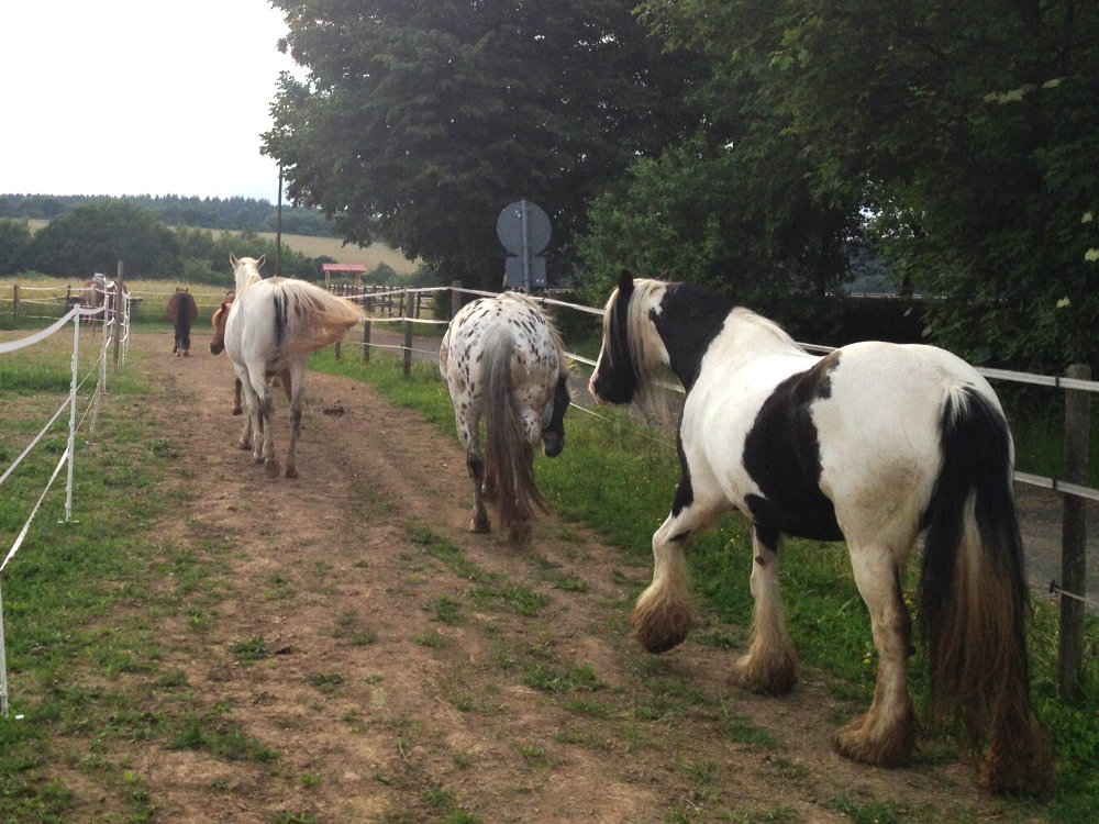 Pferde auf dem Paddock Trail des Wonnenberger Hofs