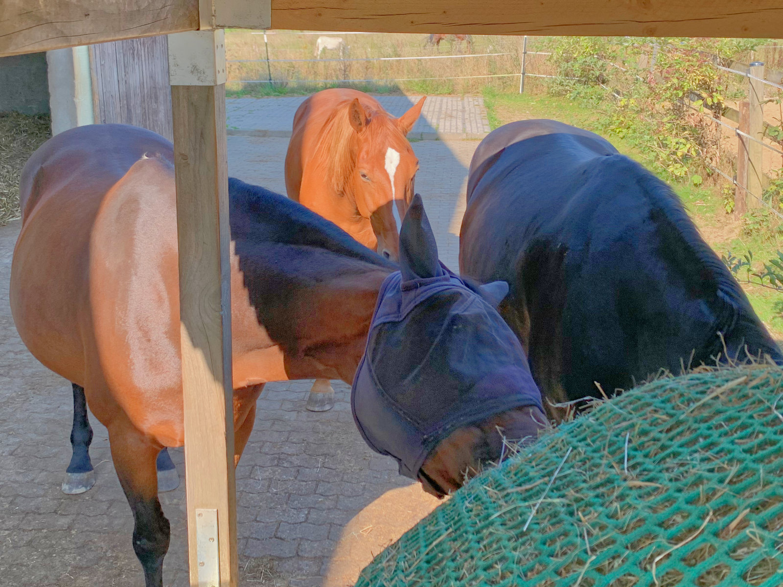 Pferd an einer Heuraufe
