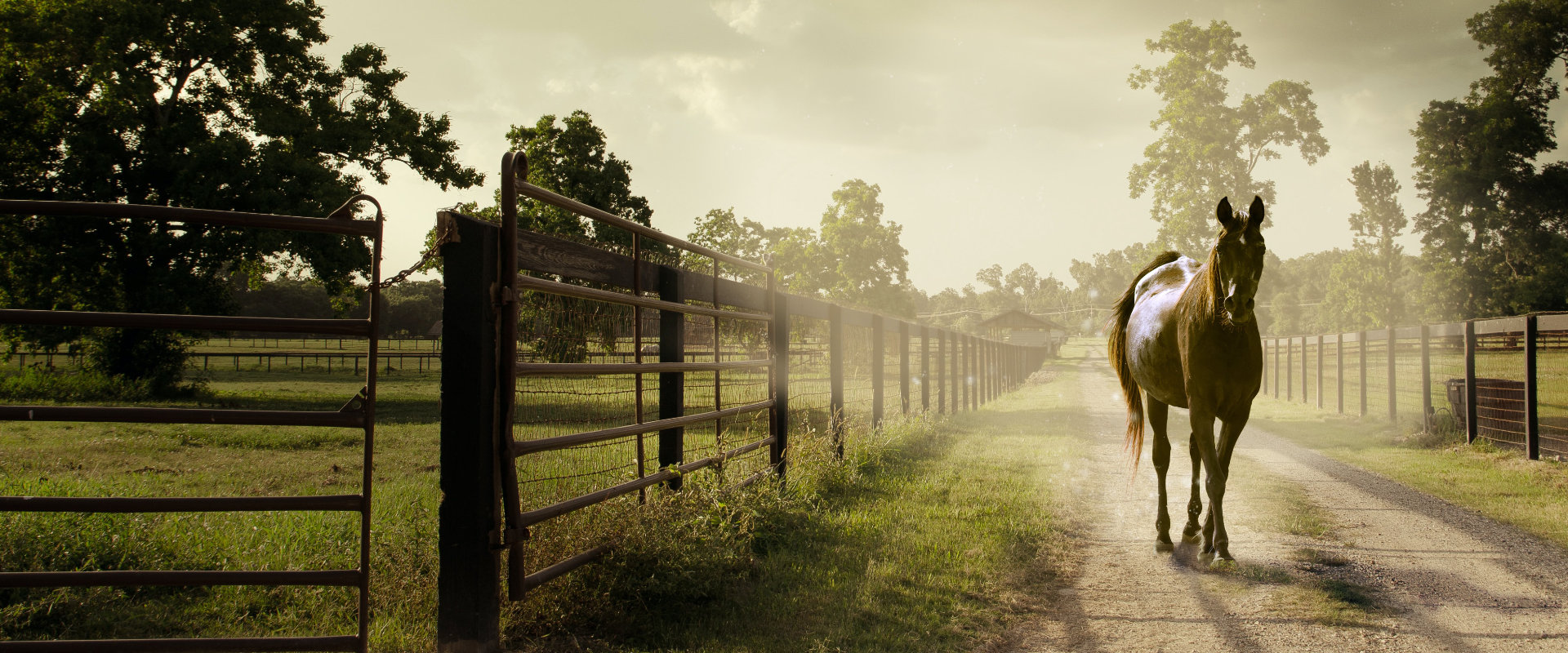 Wonnenberger Hof mit Paddock Trails und Bewegungsbereichen