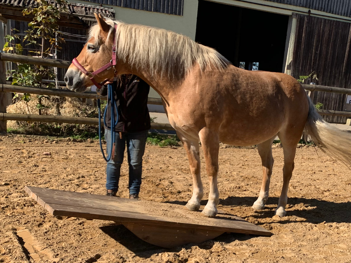 Mensch und Pferd in einer entspannten Situation am Wonnenberger Hof