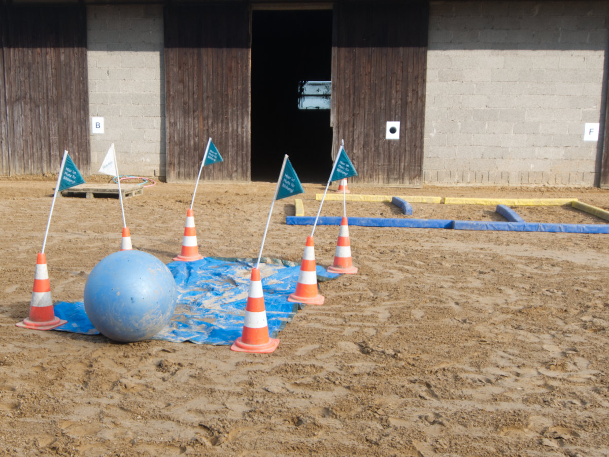 Pferd beim Training mit Trailhindernissen