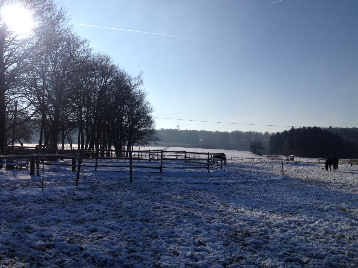 Pferde im Winter auf dem Wonnenberger Hof