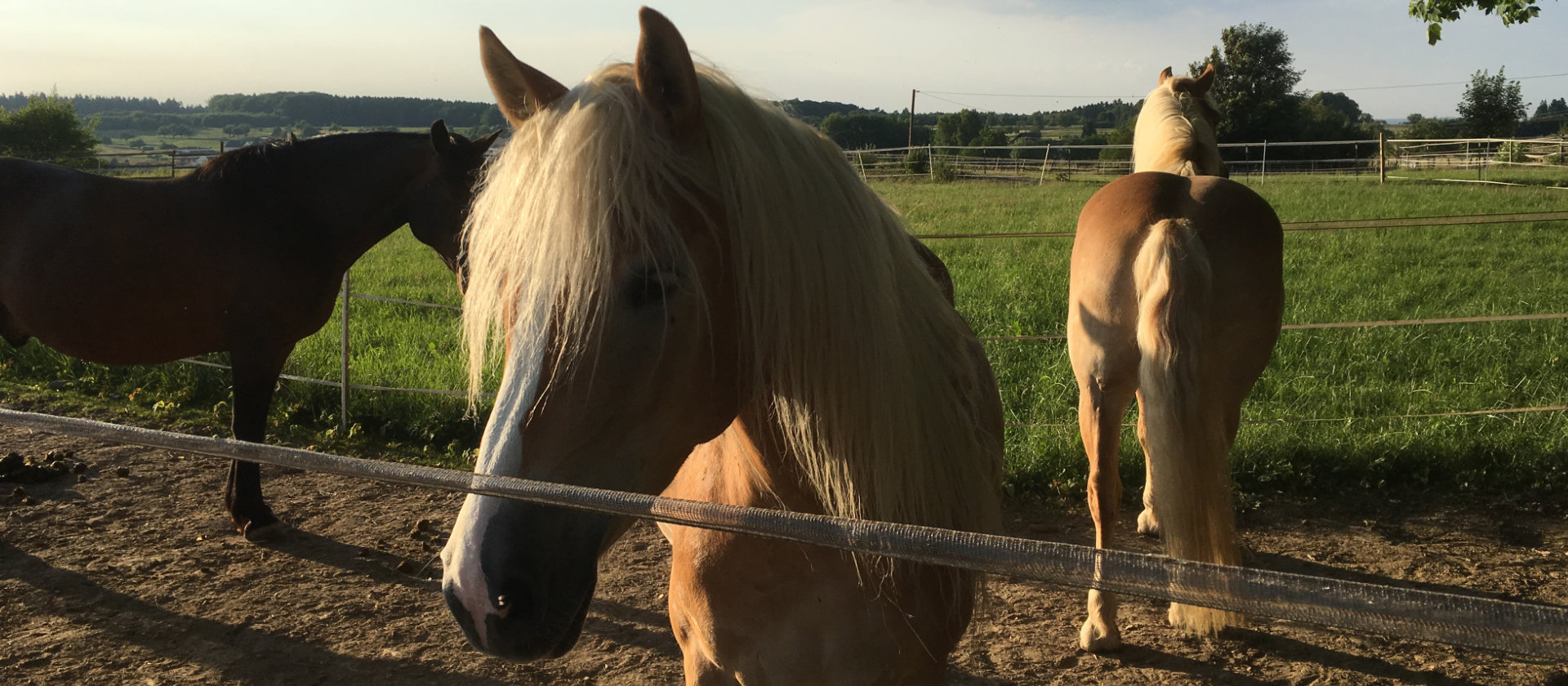 Pferd auf einer naturnahen Weide